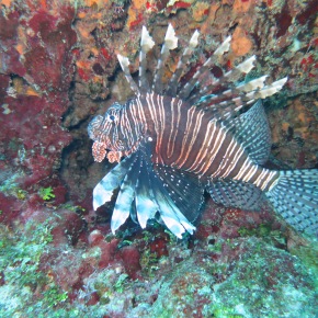 Who’s “Lyin'” about Lionfish?