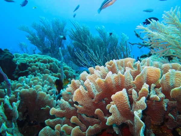 Can coral reef restoration save lives? | UNder the C