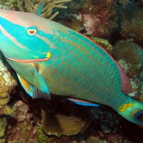 Film Friday: Parrotfish can bring reefs from “despair to repair” in the fight against algal domination