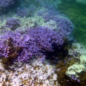 Coral Bleaching and Bad Break-ups