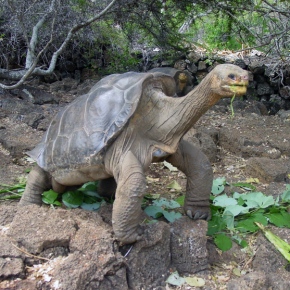 Lonesome George No More