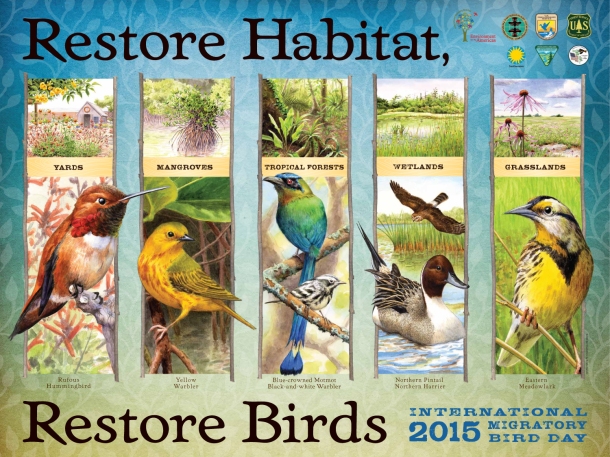 The official poster of IMBD 2015, highlighting the restoration theme. Image from http://resources.migratorybirdday.org/