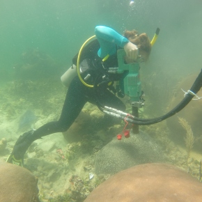 What I did this summer: how corals can teach us about climate (Castillo Lab Field Work 2015)