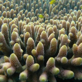 Do corals have the genetic ammunition for climate change?