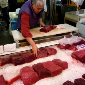 What you need to know about Japanese Whaling