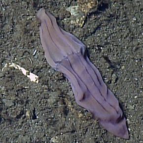Mystery of the “Deep-Sea Purple Sock”