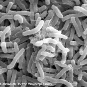 White House Launches Microbiome Initiative, Includes the Ocean!