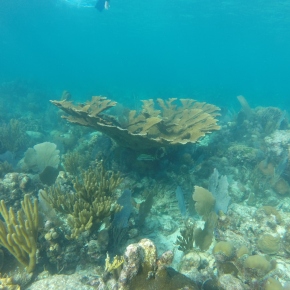 Does temperature dictate which corals can survive on a reef?