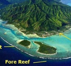 Understanding Reefs part 1: Why reefs matter no matter where you live