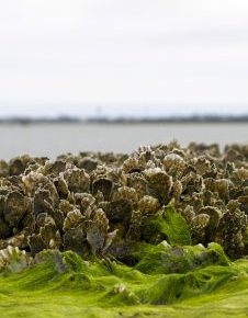 Parasites Share our Love of Oysters